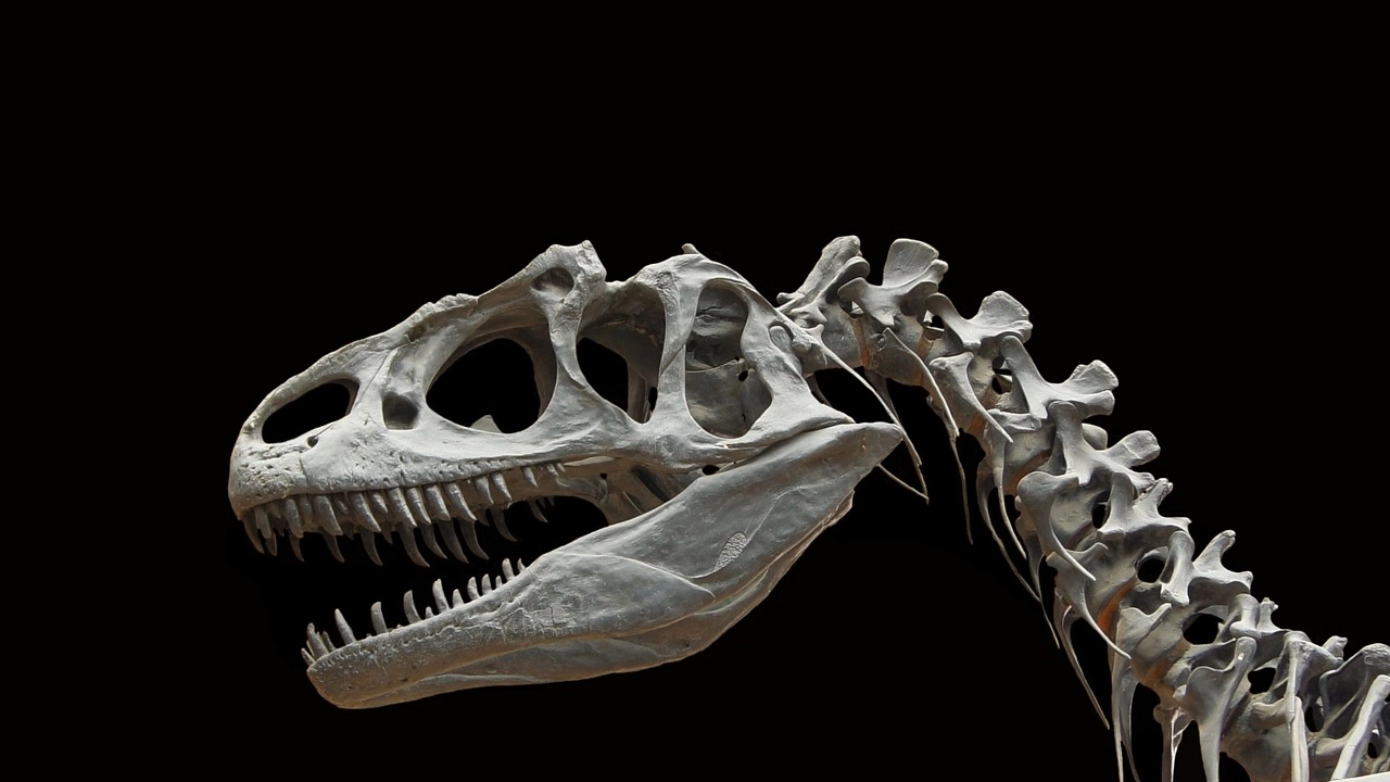 Изключително добре запазен скелет на динозавър на около 150 милиона