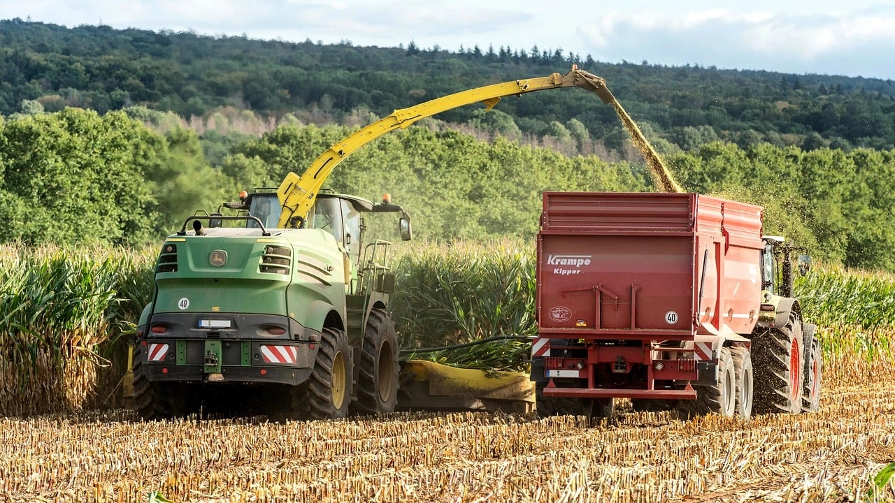 Жътвата на царевицата продължава в област Добрич Само в две