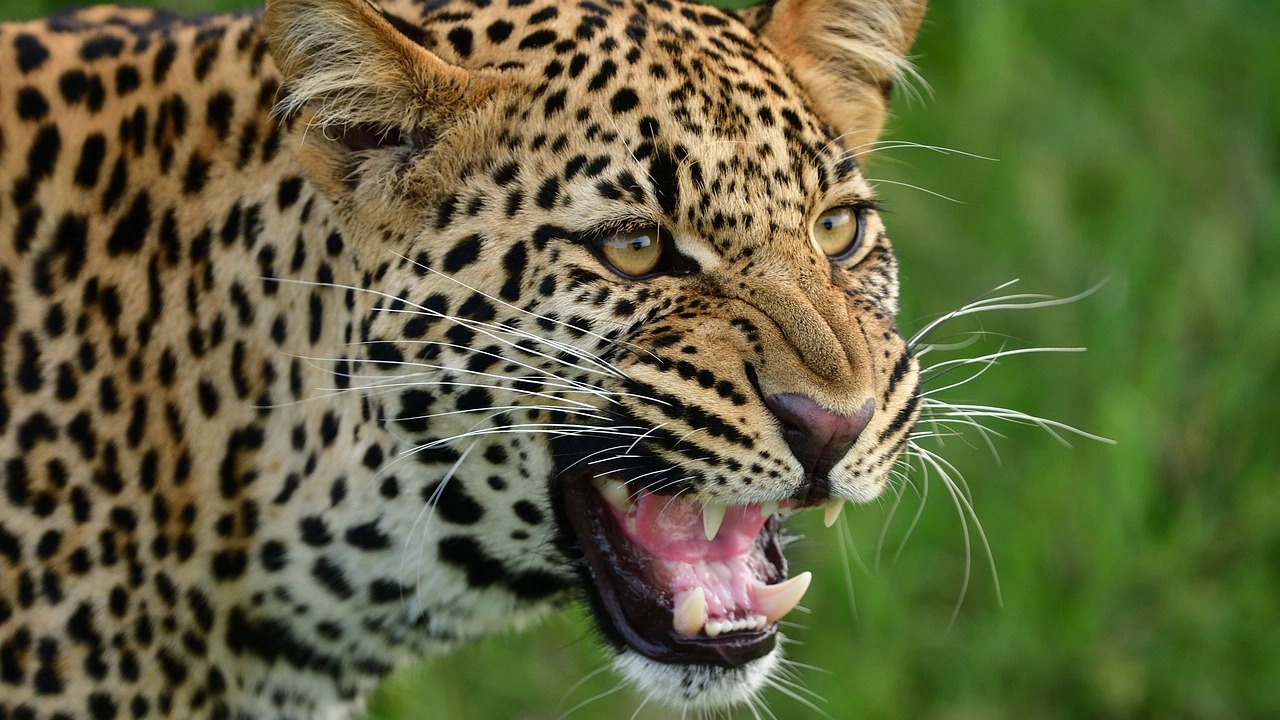 Момиче бе ухапано от леопард при опит да си направи
