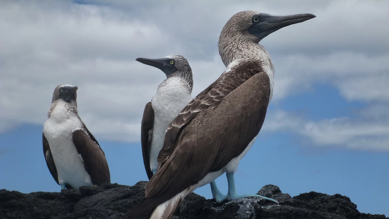 Националният парк Галапагос в Еквадор съобщи че три птици са