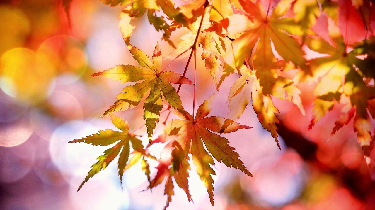 Астрономическото начало на есента започва в деня на есенното равноденствие