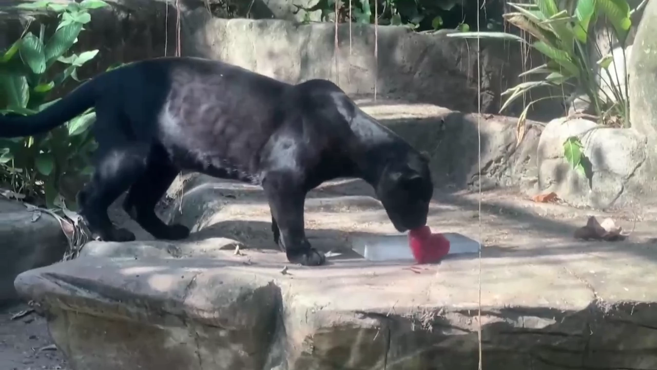 Животните в зоопарка в Рио де Жанейро получиха ледени близалки