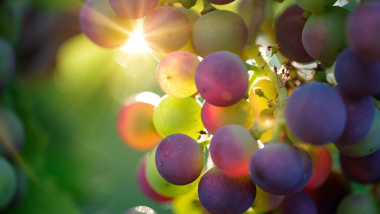 По-лоша реколта очаква лозаро-винарският бранш тази година в района на