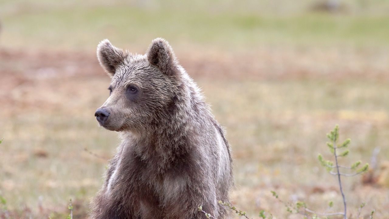 От няколко седмици мечка стряска жителите на девинското село Михалково,