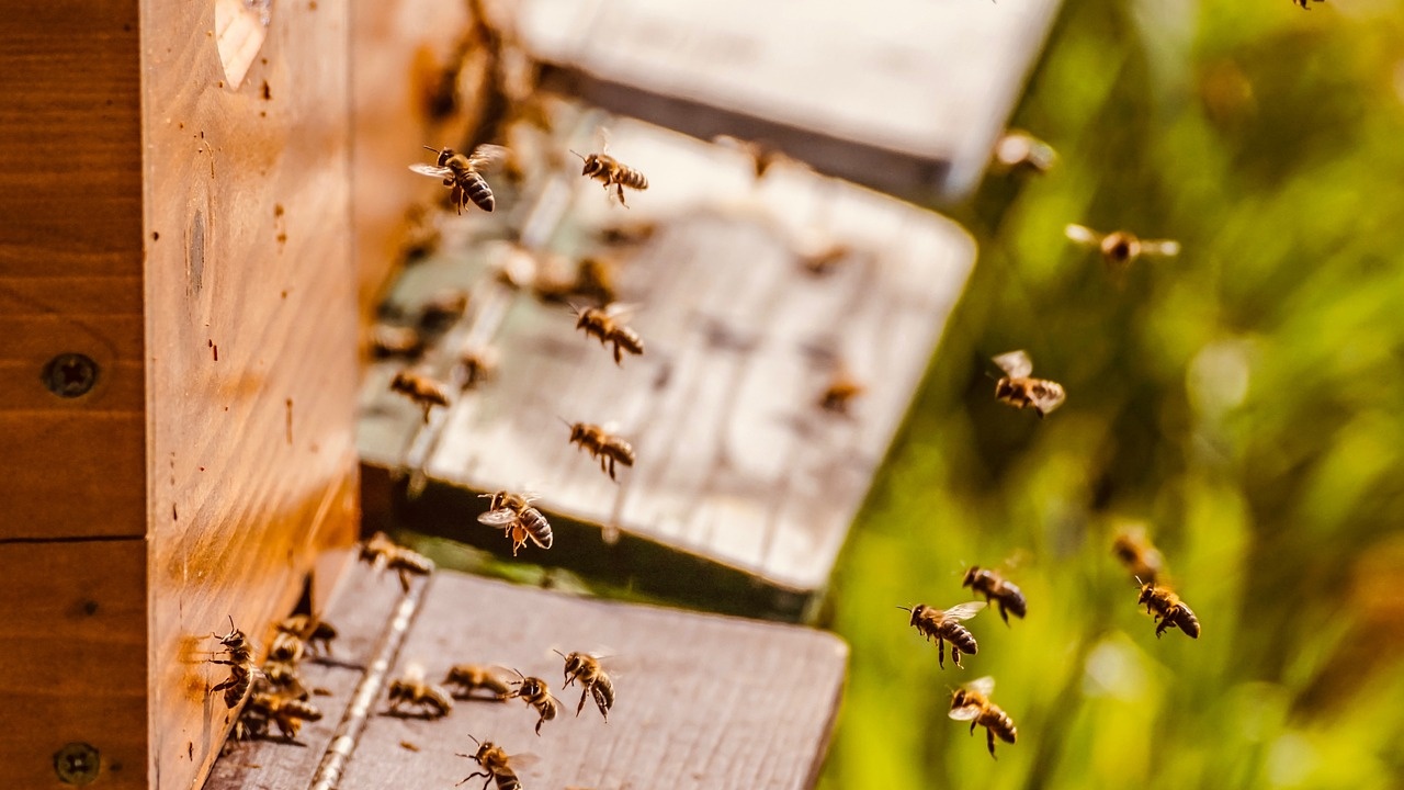 В Гърция са унищожени над 109 000 пчелни кошера от наводнинения