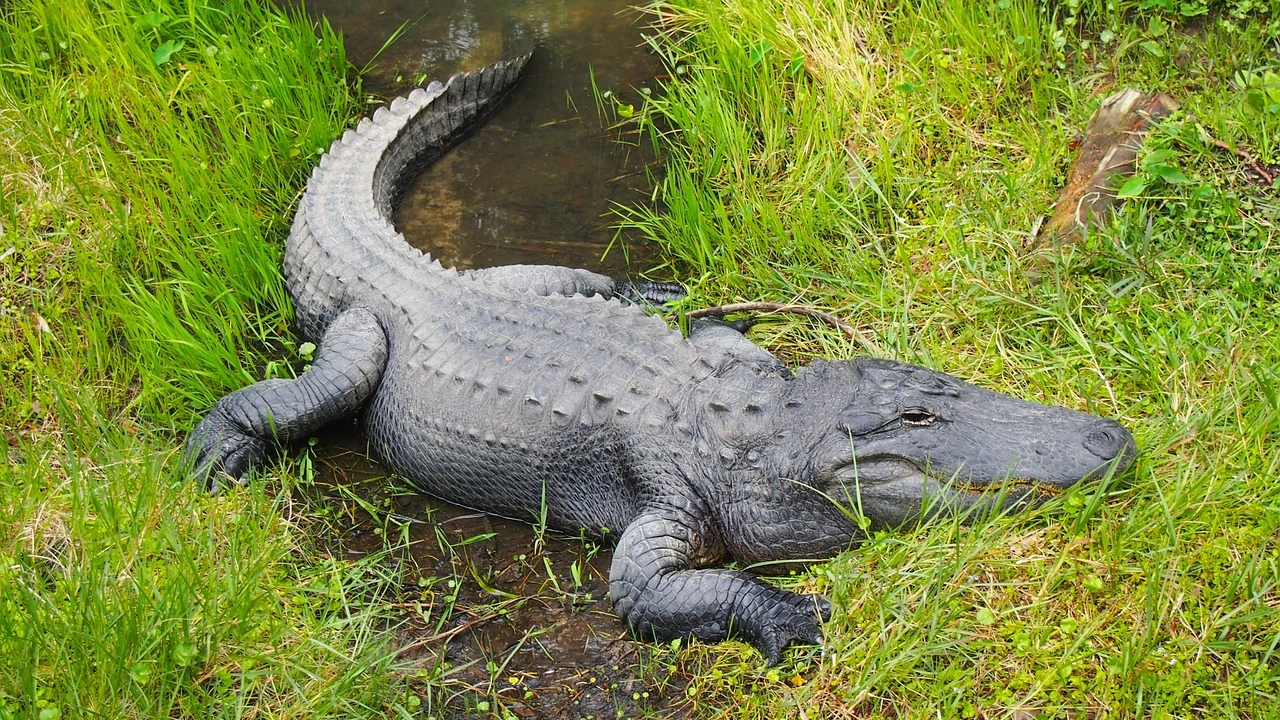 Изчезнала жена е открита в челюстите на алигатор във Флорида съобщава БТВ  
4 метровото