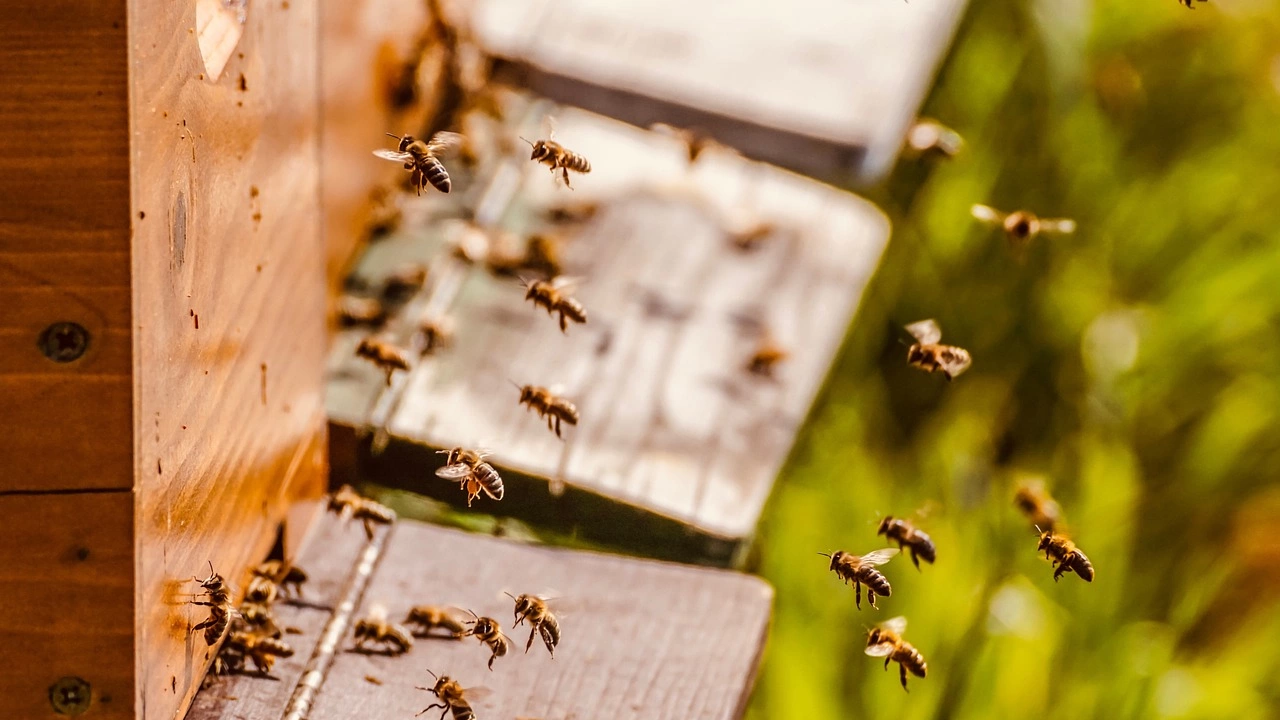 Над 109 000 пчелни кошера са били разрушени от катастрофалните
