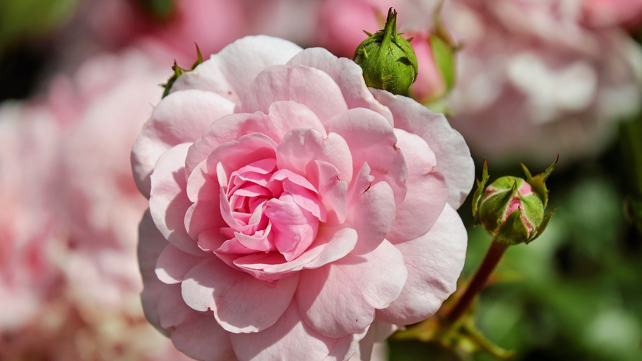 Втора българска градинка с рози вече е създадена в Лондон.