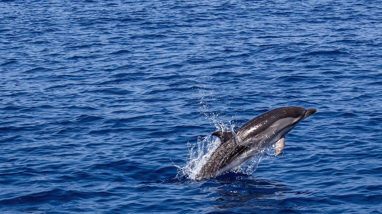 Повече от сто мъртви делфини са открити през последните седем дни