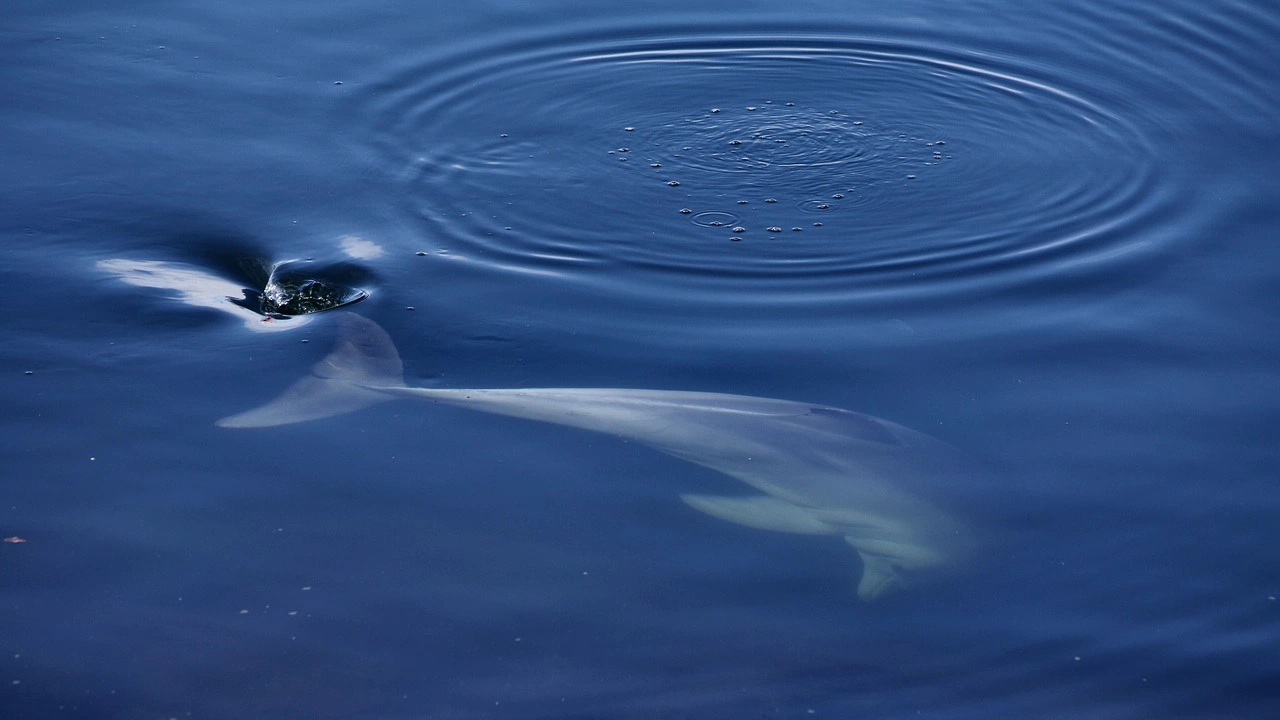 Телата на 120 речни делфина бяха открити да се носят