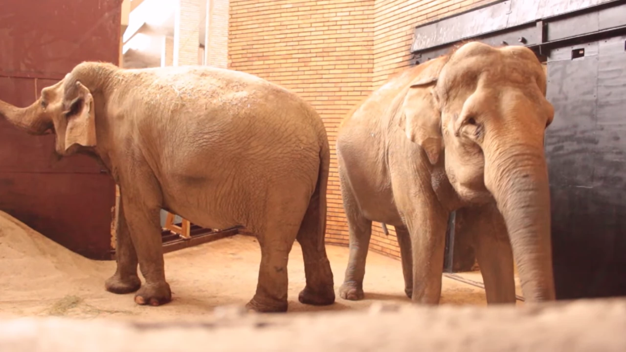 Слоновете Луиза и Фрося бяха представени за първи път пред