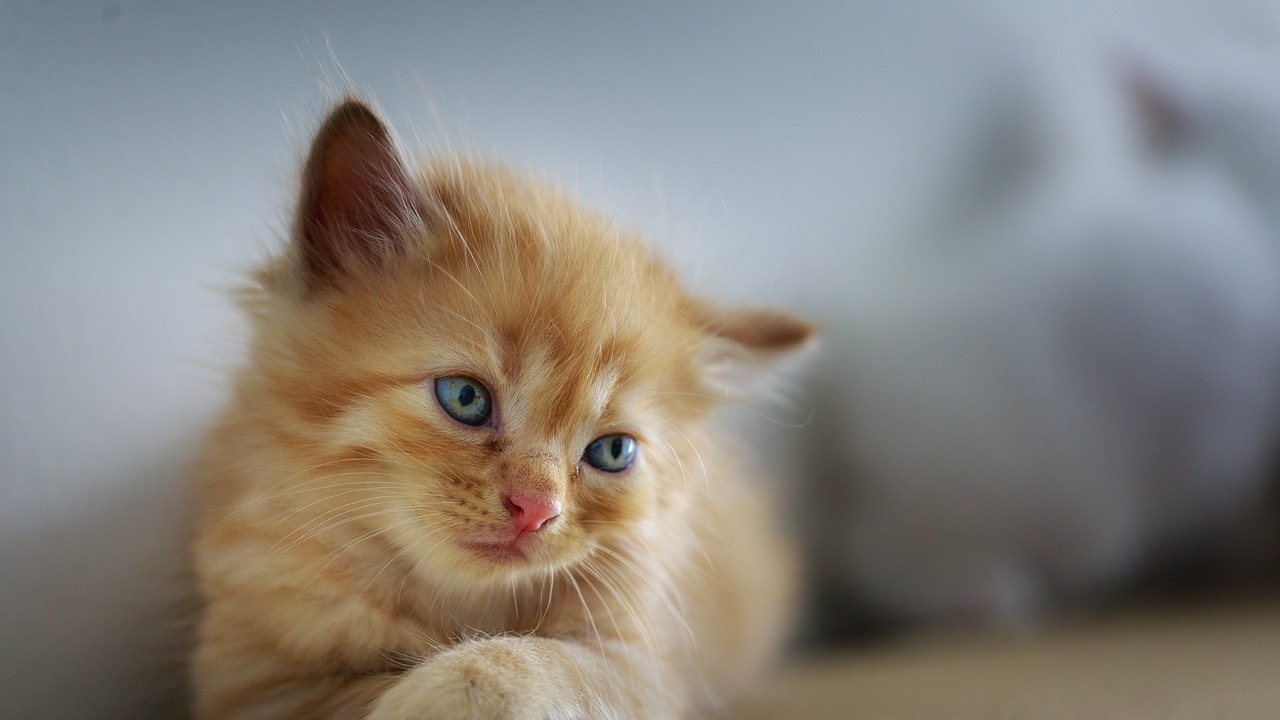 Създадоха ваксина срещу алергия към котки