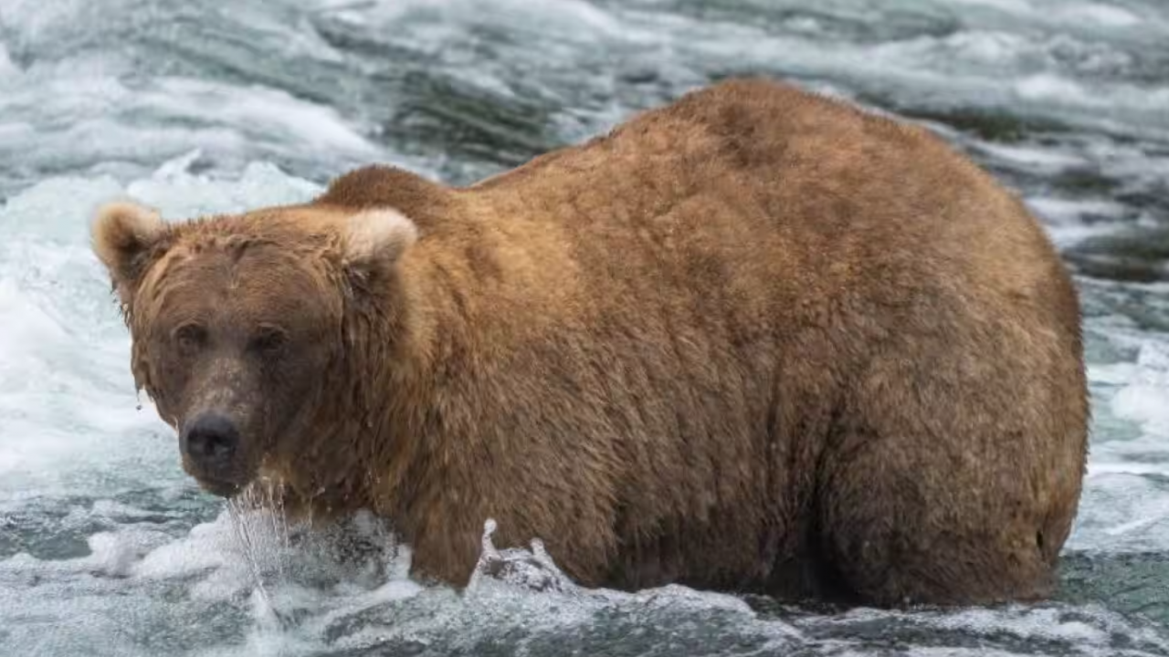 Америка избра най-дебелата кафява мечка на Аляска