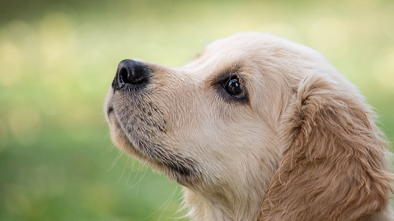 Започва есенната кампания за безплатна кастрация на кучета в Казанлък,