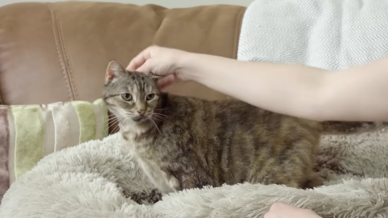 British Cat Breaks World Record For Loudest Purr Curious Daily News