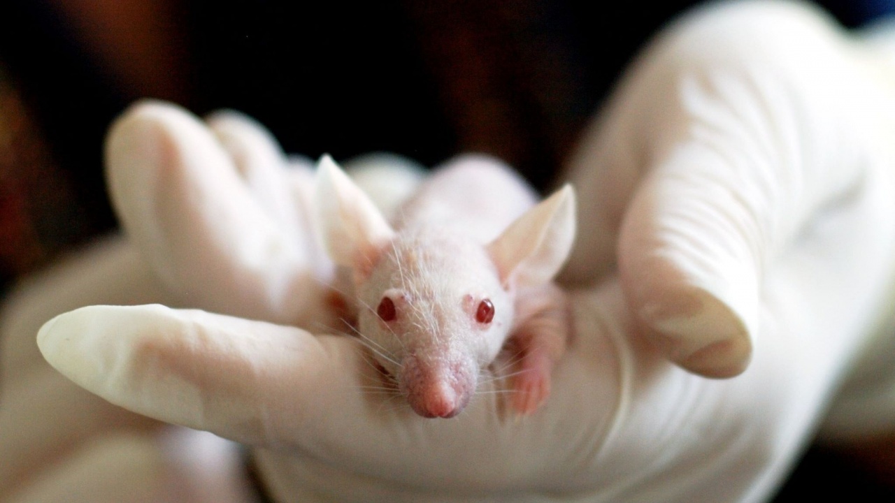 Възможно ли е да спрат експериментите с животни?