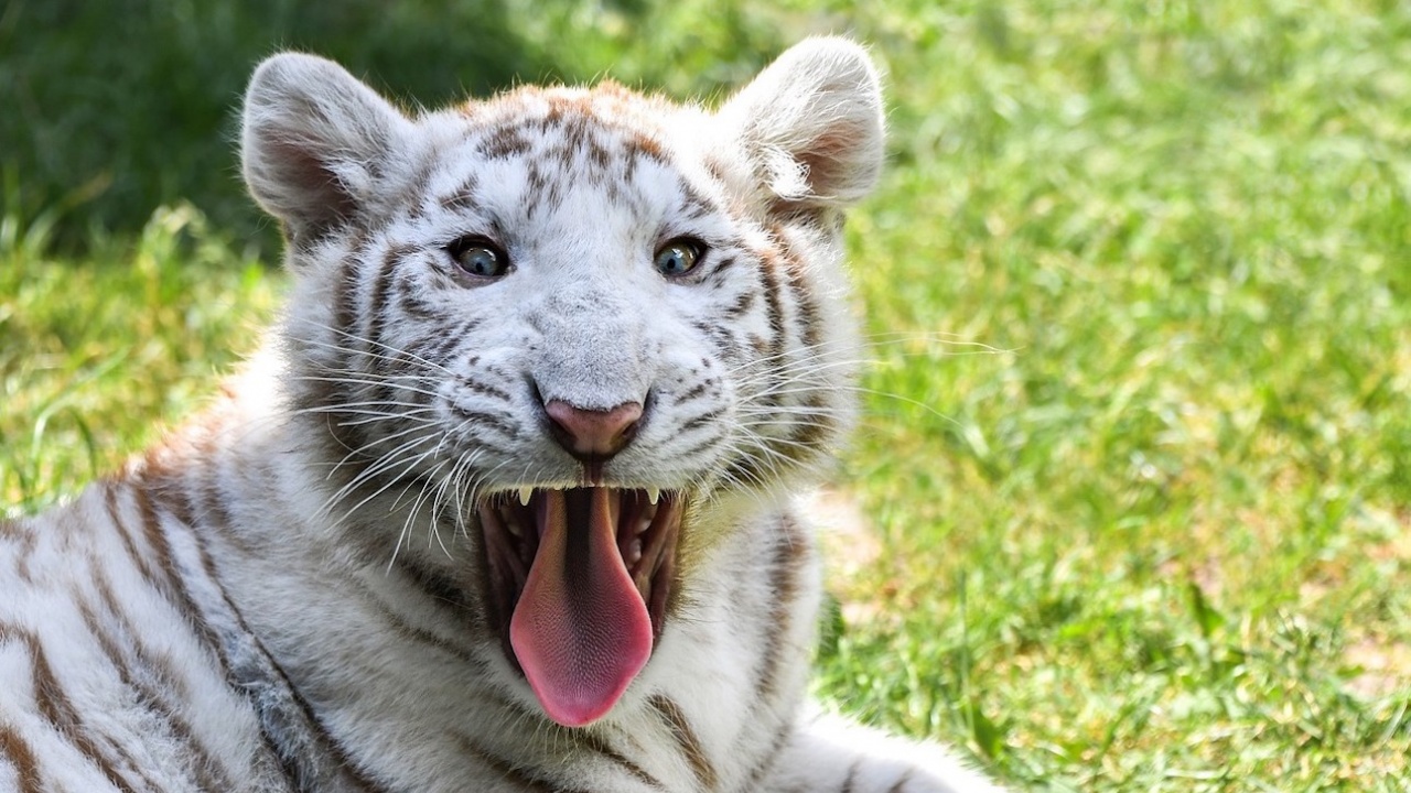 Четири бели тигърчета от вида бенгалски тигър са най-новото попълнение