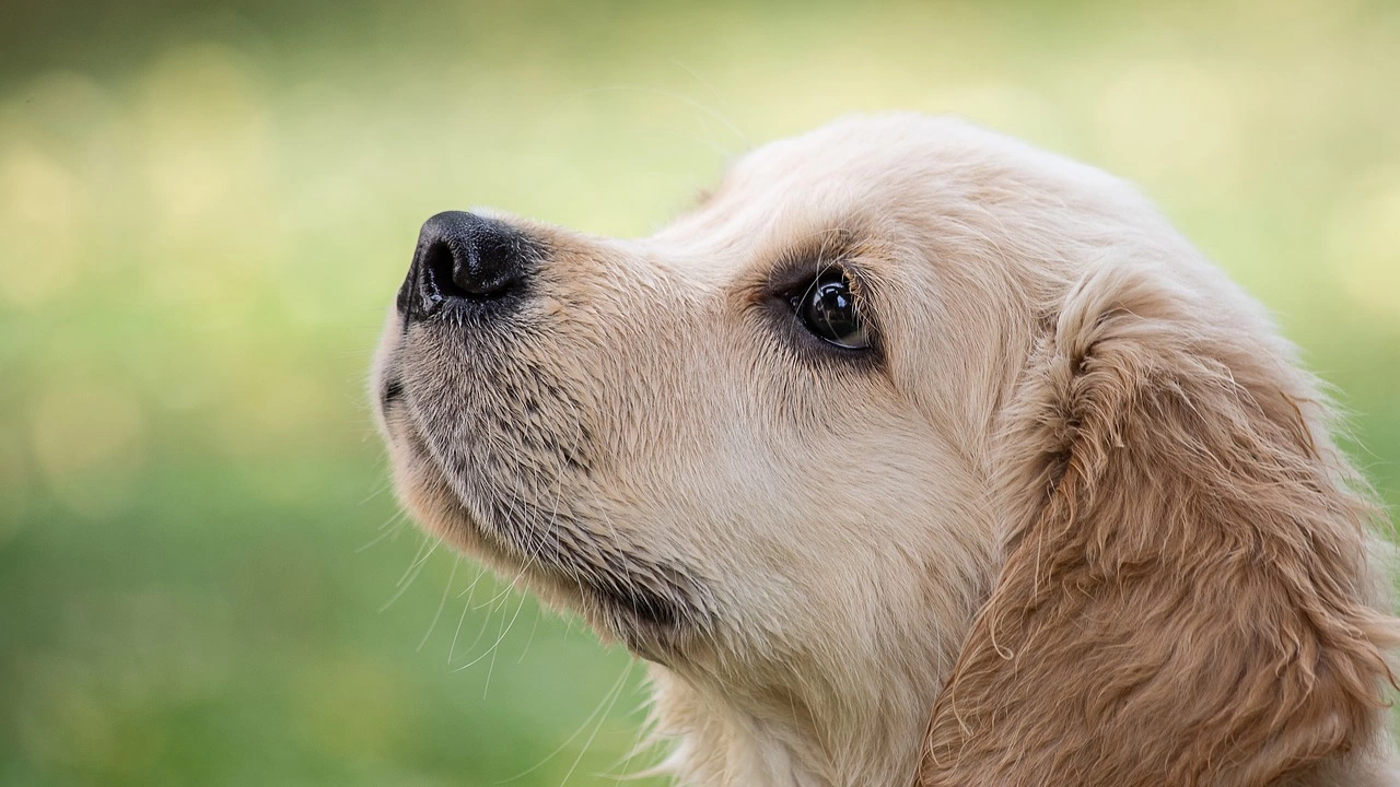 Започва есенната кампания за безплатна кастрация на кучета в Казанлък