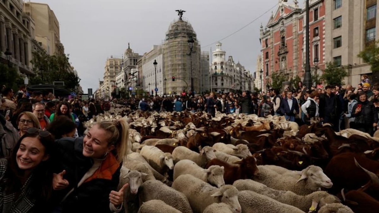 Блеещи овце замениха надуващите клаксони автомобили по улиците на Мадрид,