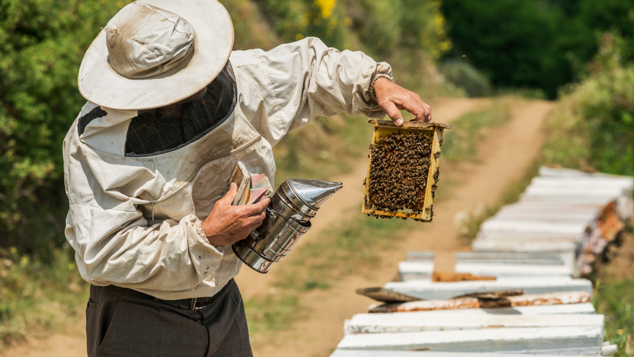 Реколтата от пчелен мед в района на Смолян е по-слаба