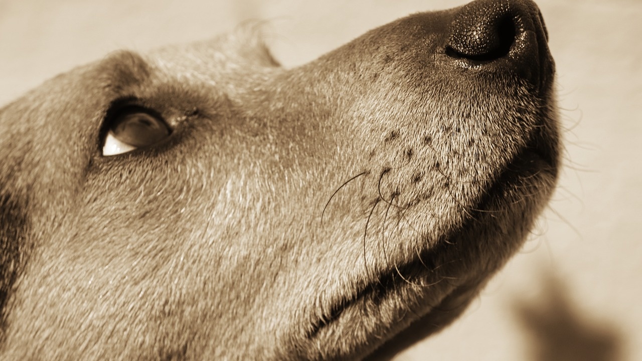 Боби, най-възрастното куче в света, почина на 31 години и