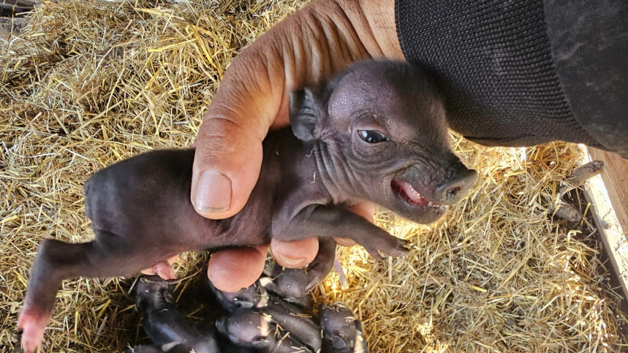 Осем малки прасенца се родиха в зоопарка в Бургас. 
За хубавата новина