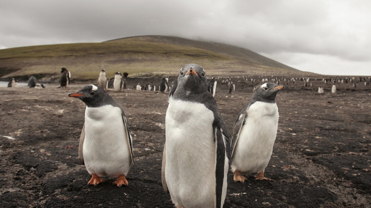 Откритите случаи на птичи грип на Антарктида накараха експертите по