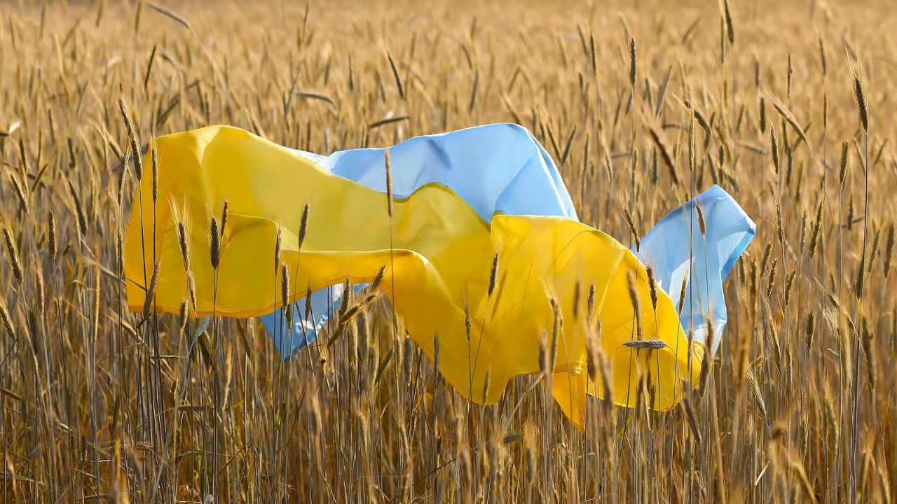 Асоциацията на зърнопроизводителите: Украински слънчоглед се внася като румънски