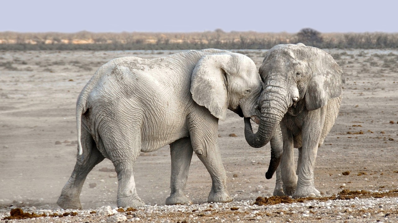 В телата на шест африкански саванни слона, умрели при мистериозни