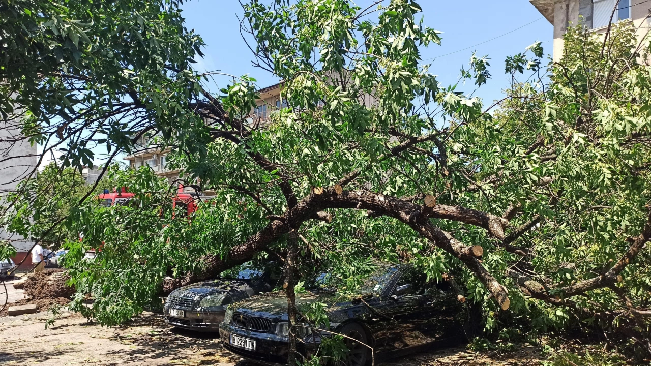 Предвидено за премахване преди седмица дърво  рухна върху паркиран автомобил