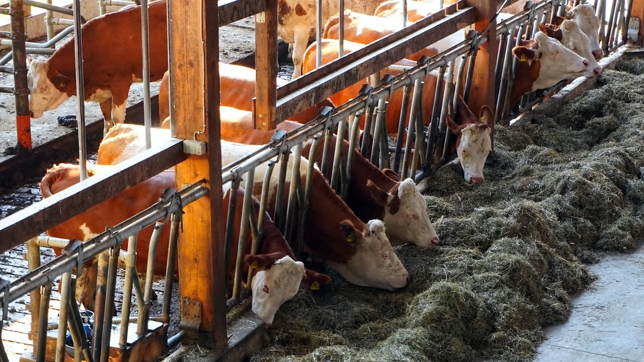 Пет браншови организации в животновъдството обявиха искания към Министерството на