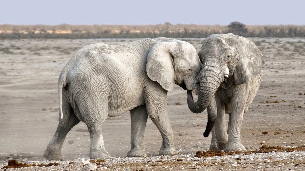 В телата на шест африкански саванни слона умрели при мистериозни