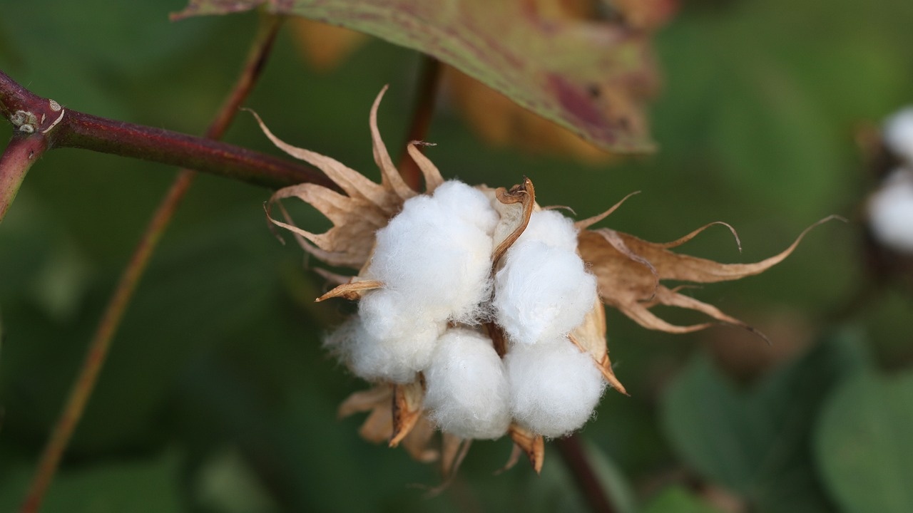 Производството на памук в Индия през 2023/24 г. вероятно ще