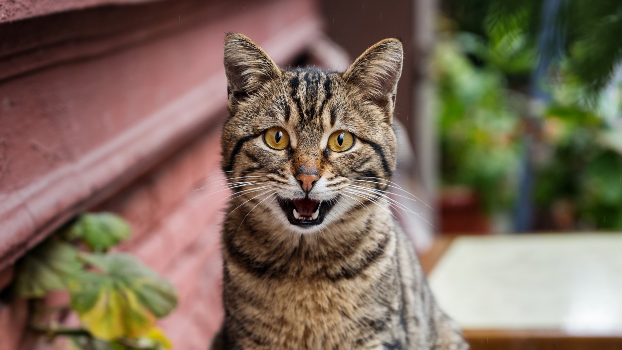 Котките могат да използват стотици изражения на лицето, за да
