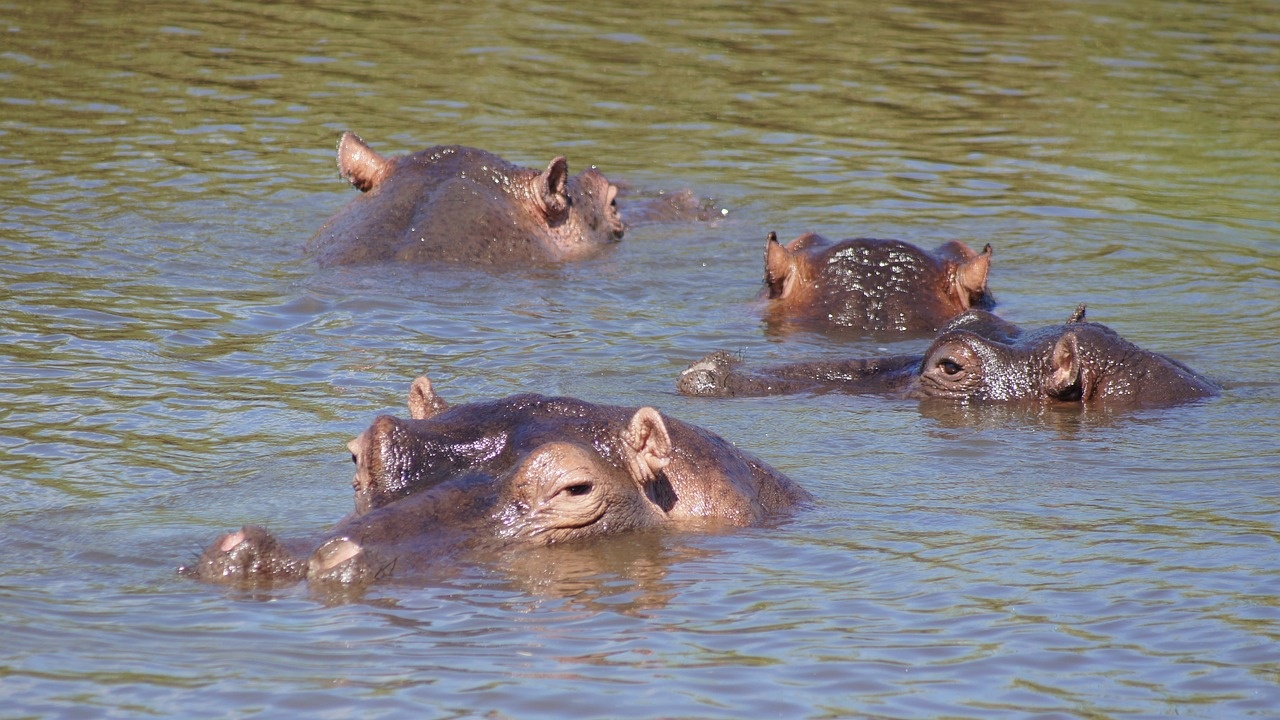 Колумбия ще евтаназира и стерилизира част от хипопотамите на Пабло Ескобар