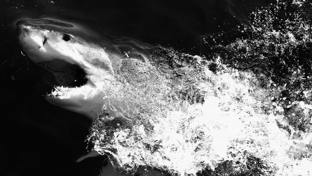 Австралийските власти издирват сърфист чието тяло е видяно в уста