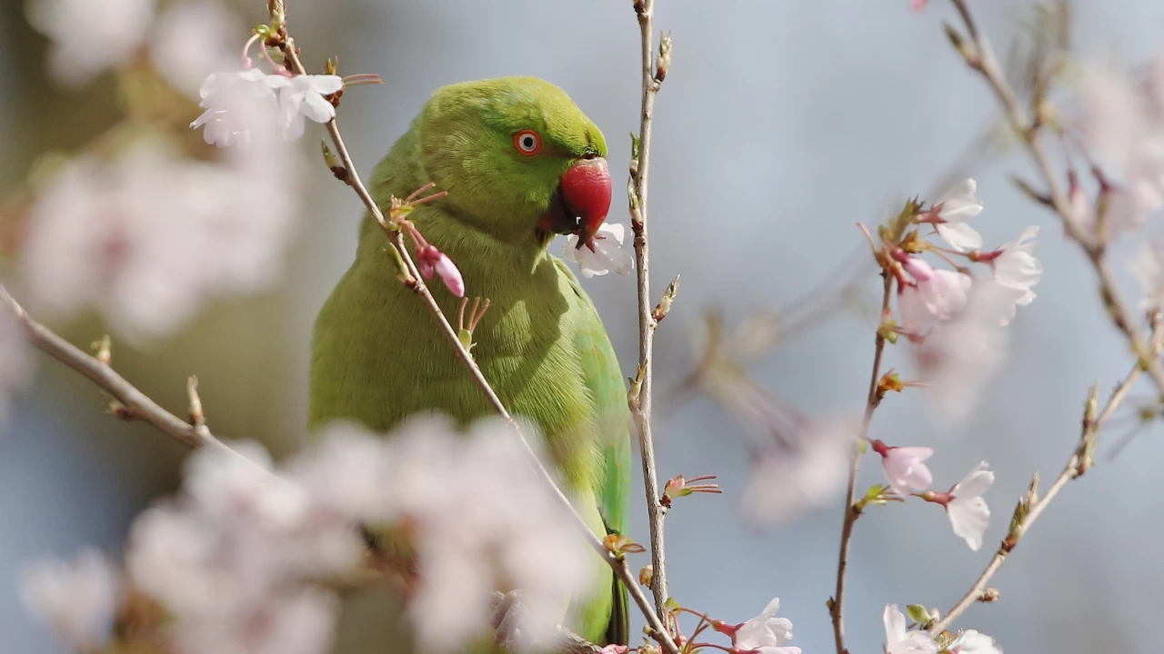 Тропическите птици показват признаци на замърсяване с живак съобщава БТА