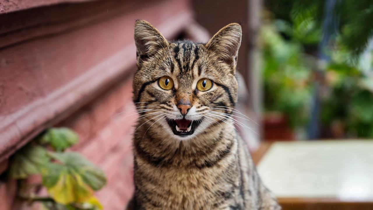 Котките могат да използват стотици изражения на лицето за да