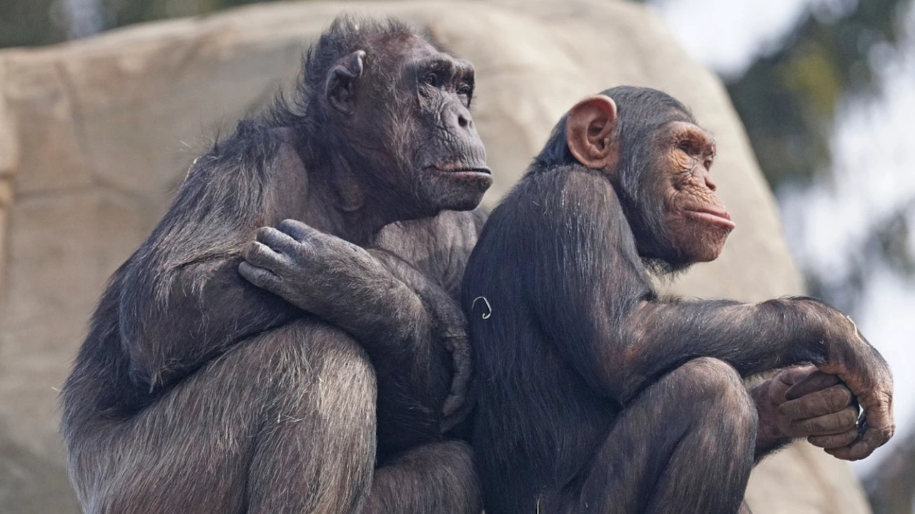 Изследователи наблюдаваха две съседни общности от диви западни шимпанзета в