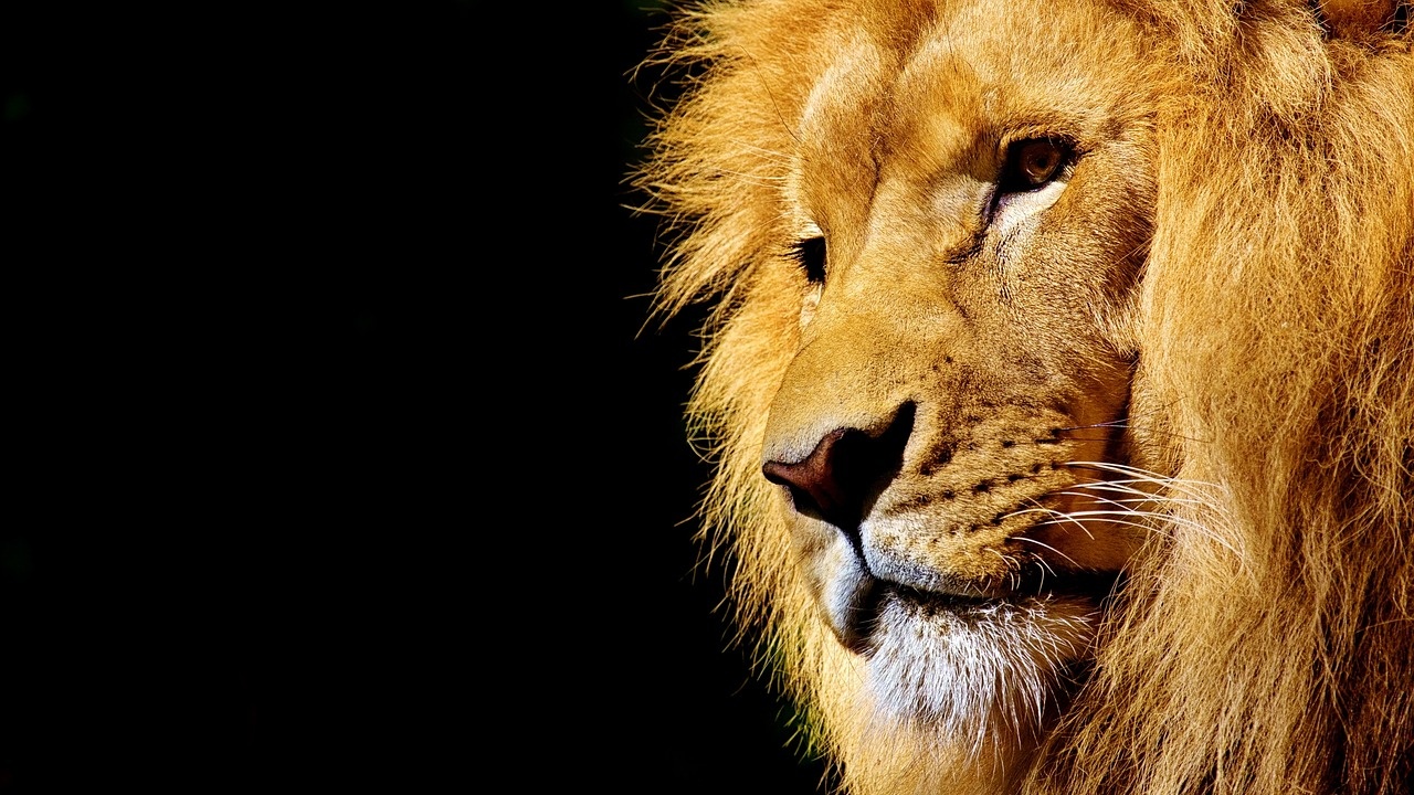 Лъв, избягал от местен цирк в близост до италианската столица