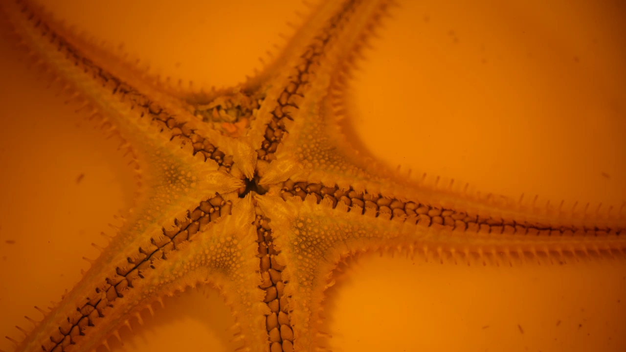 Плевроциститидът е морски организъм живял  преди почти 450 милиона години