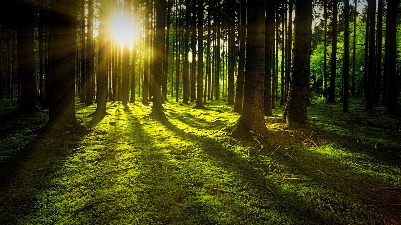 Възстановяването на световните гори би могло да погълне 22 пъти