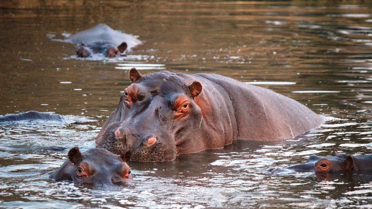 В Колумбия започва стерилизация на хипопотамите на покойния наркобарон Пабло Ескобар