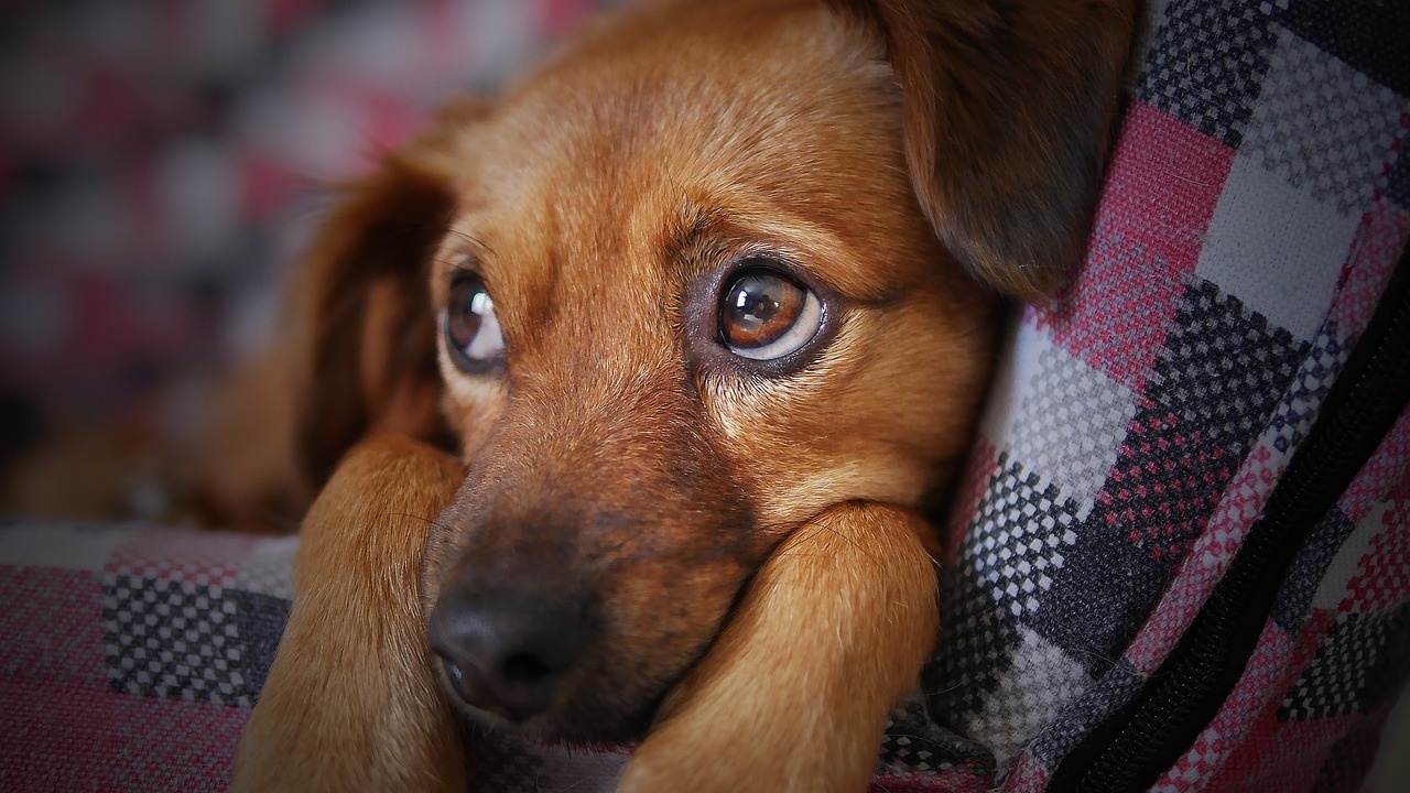 Южна Корея планира забрана на консумацията на кучешко месо