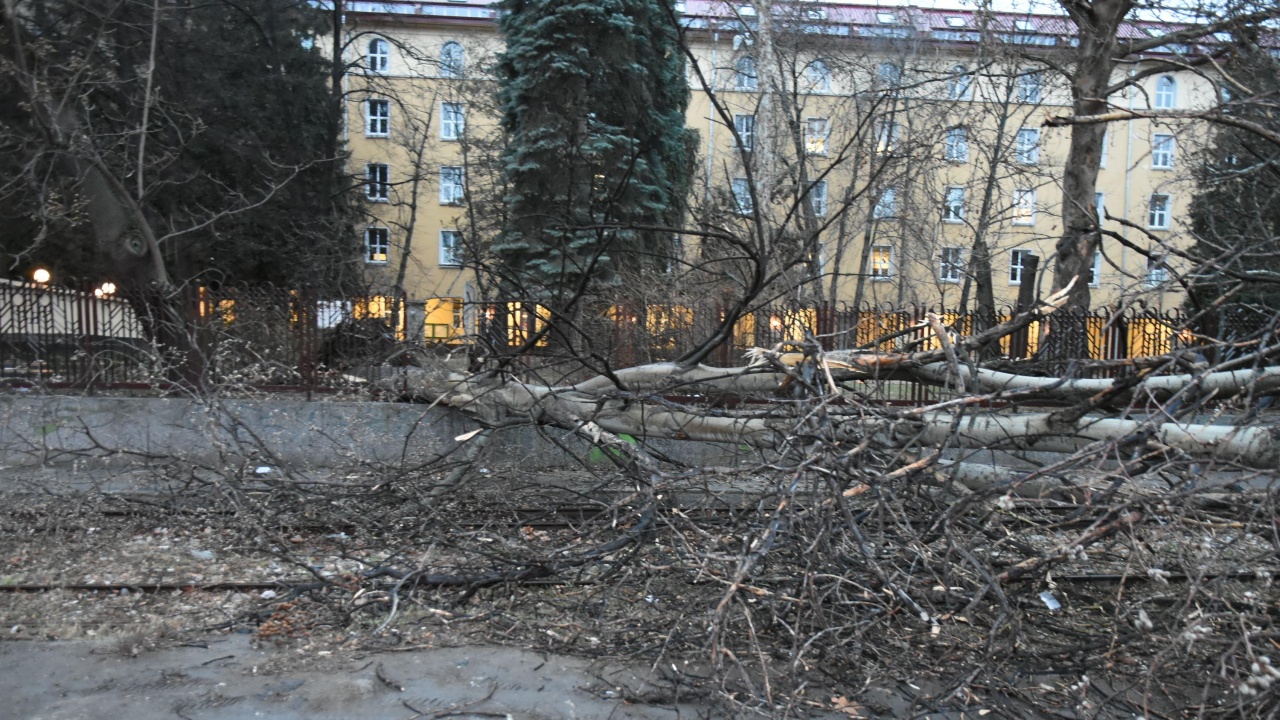 46 са получените сигнали за паднали дървета и клони в София