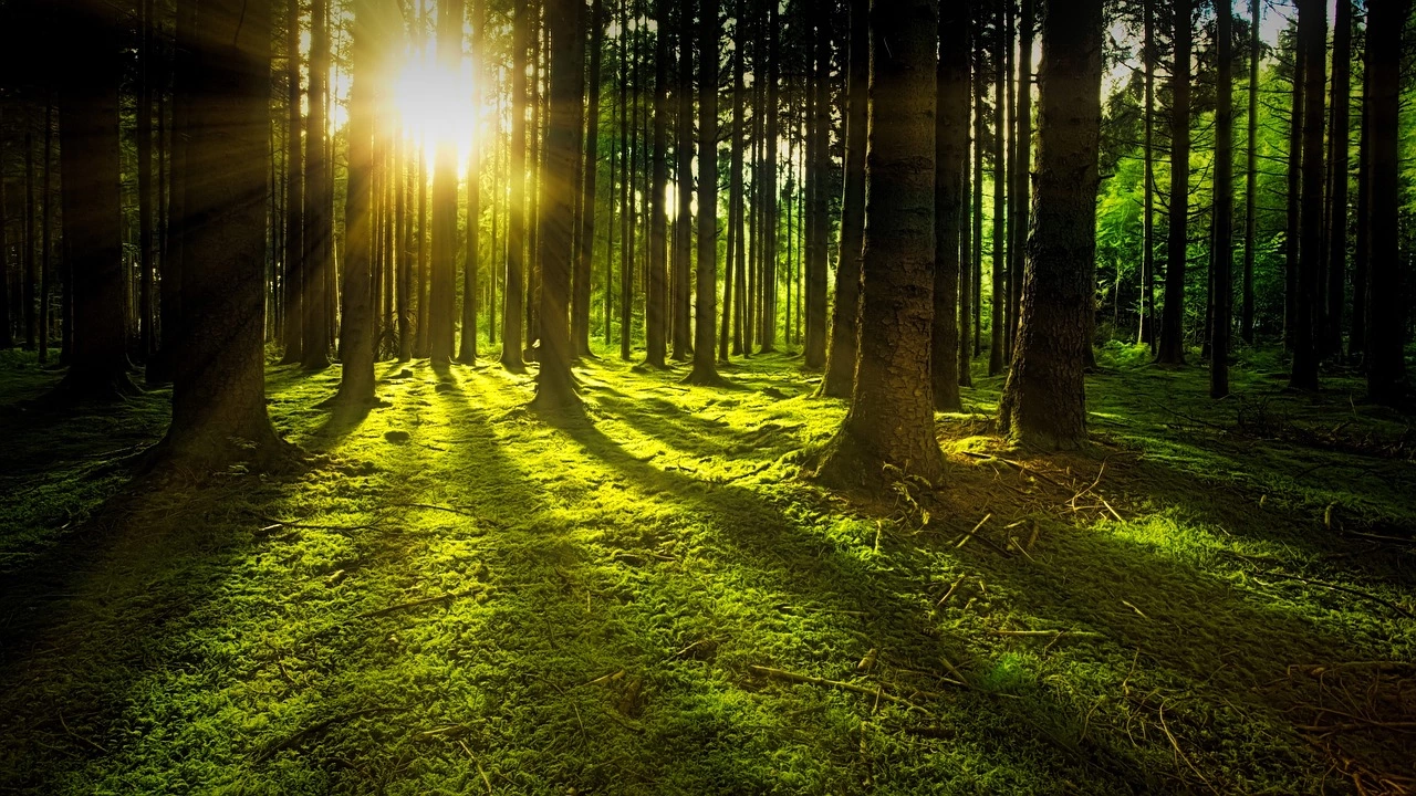 Възстановяването на световните гори би могло да погълне 22 пъти