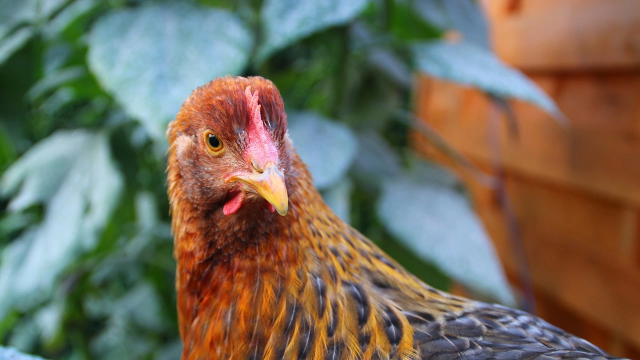 В област Сливен се въвеждат мерки срещу птичи грип съобщиха