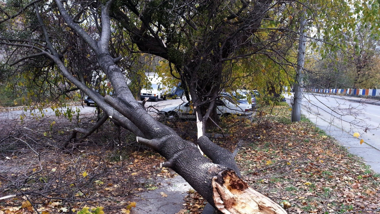 Трагичен инцидент заради ураганния вятър във Варна Жена загина след като дърво