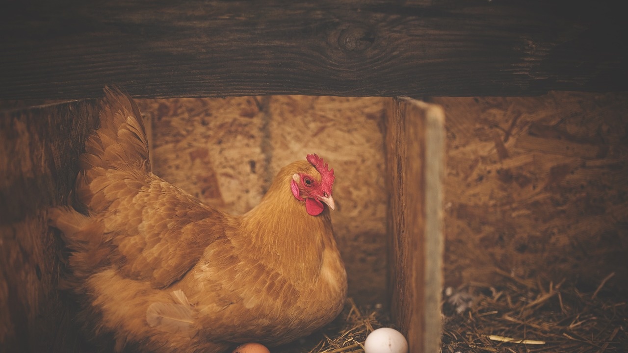 Париж е напът да се откаже от яйцата от домашни кокошки