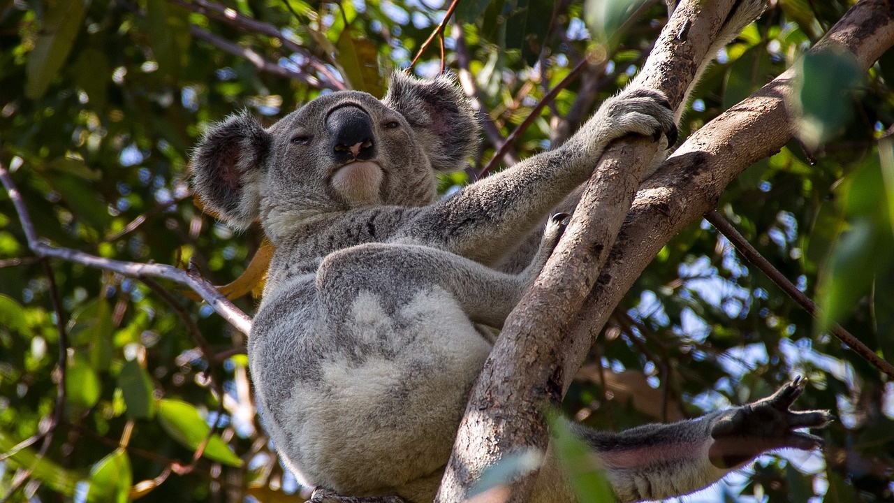 Австралия засажда дървесни коридори за коали